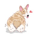 Lovely Corgi dog, cute animal smile with lovely face. Vector illustration