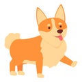 Lovely corgi icon cartoon vector. Royal canine