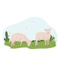 Lovely country rural landscape, Sheep graze, flowers, pasture. Country pet lamb. Isolated character on a white