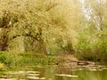 A lovely countryside park river stream scene with ducks spring l