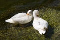 Lovely Couple Duck Royalty Free Stock Photo