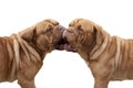 Lovely Couple of French Mastiff