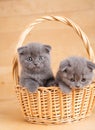 Gray scottish fold kittens playing in the basket Royalty Free Stock Photo
