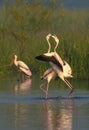 Lovely Couple Of Greater Flamingo Birds and Painted Stork Bird. Royalty Free Stock Photo