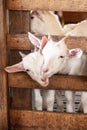 Lovely couple kid white goats smiling and playing in wooden stall, cute and humor, a local farming in Chiang Mai, Thailand Royalty Free Stock Photo