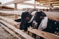 Lovely couple kid white goats. Two little goats standing in wooden shelter