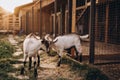 Lovely couple kid white goats. Two little goats standing in wooden shelter