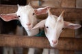 Lovely couple kid white goats. Two little white goats standing i