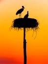 A lovely couple of storks watching the sunset