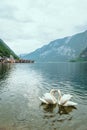 lovely couple swans at lake hallstatt city on background austria Royalty Free Stock Photo