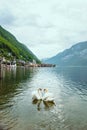 lovely couple swans at lake hallstatt city on background austria Royalty Free Stock Photo