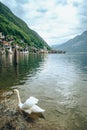 lovely couple swans at lake hallstatt city on background austria Royalty Free Stock Photo