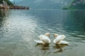 lovely couple swans at lake hallstatt city on background austria