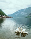 lovely couple swans at lake hallstatt city on background austria Royalty Free Stock Photo