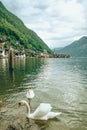 lovely couple swans at lake hallstatt city on background austria Royalty Free Stock Photo