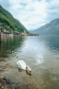 lovely couple swans at lake hallstatt city on background austria Royalty Free Stock Photo