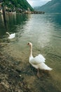 lovely couple swans at lake hallstatt city on background austria Royalty Free Stock Photo