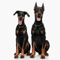 lovely couple of two dobermann puppies sticking out tongue and panting