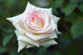 Lovely cream colored rose. macro Royalty Free Stock Photo