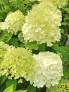 Strong Annabelle hortensia flowers Royalty Free Stock Photo