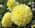 Lovely Creamy Yellow Dahlia