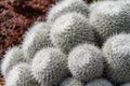 Lovely cropping off bunch of Mammillaria Haageana Catus