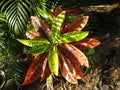 Lovely croton plant rushfoil in the tropical sun, in the garden, Darwin, NT Australia Royalty Free Stock Photo