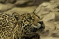 Lovely and curious feline, leopard staring up Royalty Free Stock Photo