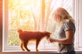 Lovely curious ginger cat on the window sill drinking from the woman`s cup. Royalty Free Stock Photo