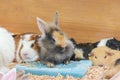 lovely cute adorable rabbit bunny with guinea pig live together from organic farm.