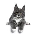 Lovely cute blue with white markings Maine Coon cat kitten on white background Royalty Free Stock Photo