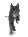 Lovely cute blue with white markings Maine Coon cat kitten on white background Royalty Free Stock Photo