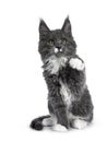 Lovely cute blue with white markings Maine Coon cat kitten on white background Royalty Free Stock Photo