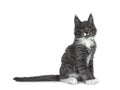 Lovely cute blue with white markings Maine Coon cat kitten on white background Royalty Free Stock Photo