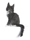 Lovely cute blue with white markings Maine Coon cat kitten on white background Royalty Free Stock Photo