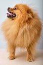 lovely Cute brown Pomeranian Spitz Dog Standing isolated on white Background Royalty Free Stock Photo