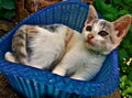 Cute beautiful lovely cat in the basket