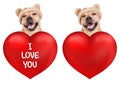 Lovely cute dog with big valentine`s day heart, isolated on white background