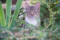 Lovely and cute fluffy kitten outdoor or outbred cat sit in plants, mestizo pet
