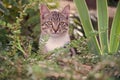 lovely and cute fluffy kitten outdoor or outbred cat sit in plants, mestizo pet