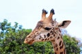 Lovely cute Giraffe