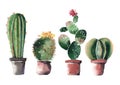 Lovely cute graphic wonderful abstract beautiful bright summer four cactuses in red and brown clay pots with flowers Royalty Free Stock Photo