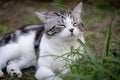 Lovely cute little cat with  beautiful face  sleep on green grass garden outdoor Royalty Free Stock Photo