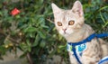 Lovely cute little cat with beautiful yellow eyes on white sand Royalty Free Stock Photo