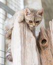 Lovely cute little cat on wood log looking down Royalty Free Stock Photo