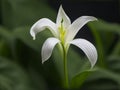 Lovely and Cute Peace Lily Plant