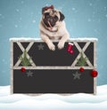 Lovely cute pug puppy dog eating candy cane and hanging with paws on blank blackboard sign with wooden frame and Christmas