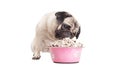 Lovely cute pug puppy dog eats treats from bowl filled with dog food, isolated on white background