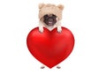 Lovely cute pug puppy dog hanging with paws on big valentine`s day heart, isolated on white background