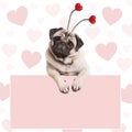 Lovely cute pug puppy dog with hearts diadem, hanging on blank pale pink promotional sign Royalty Free Stock Photo